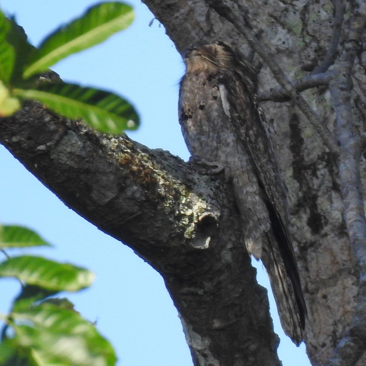 Northern Potoo - ML612414903