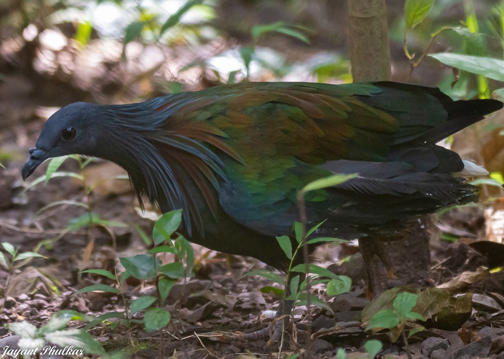 Nicobar Pigeon - ML612414970