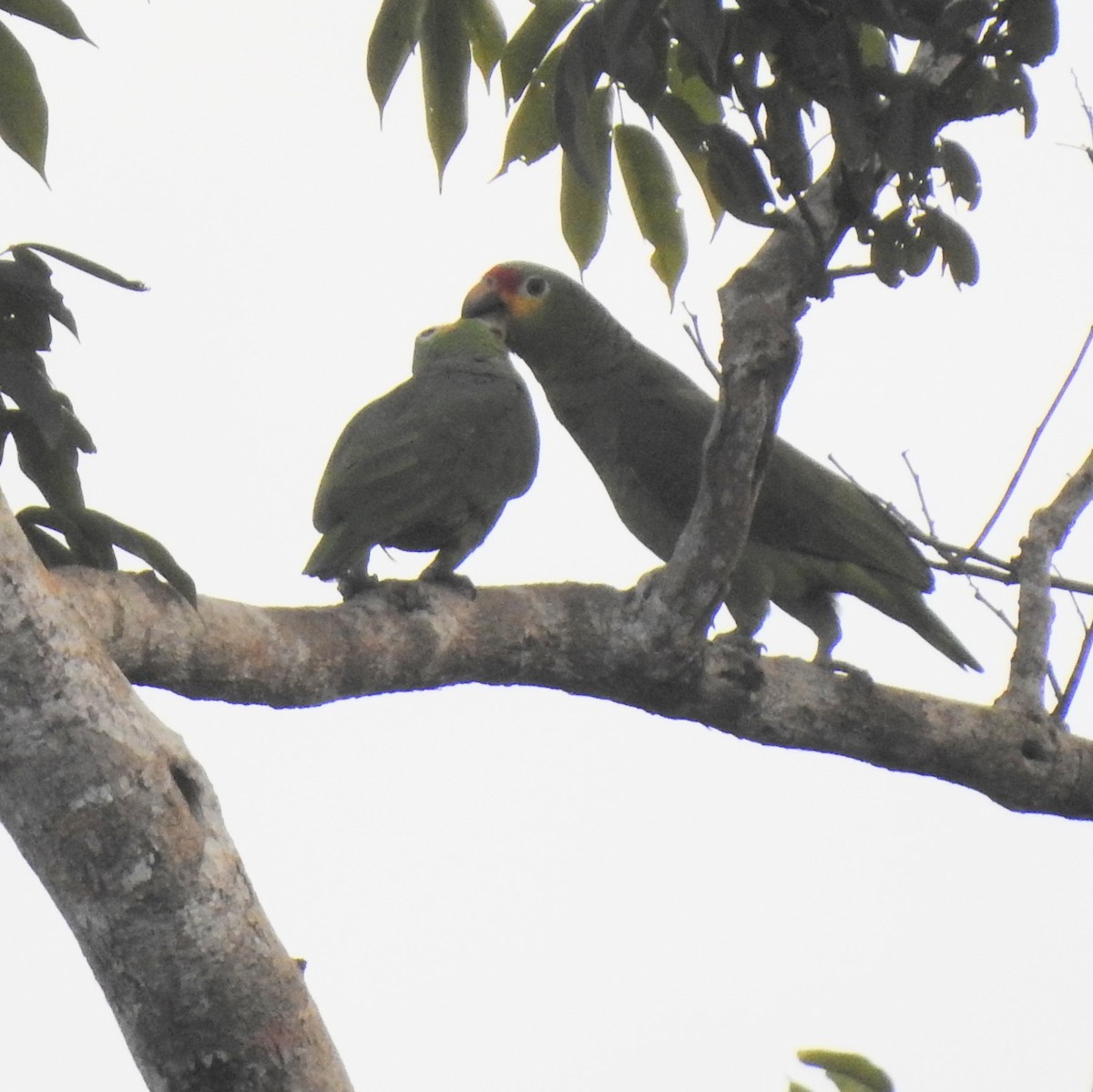 Red-lored Parrot - ML612414972