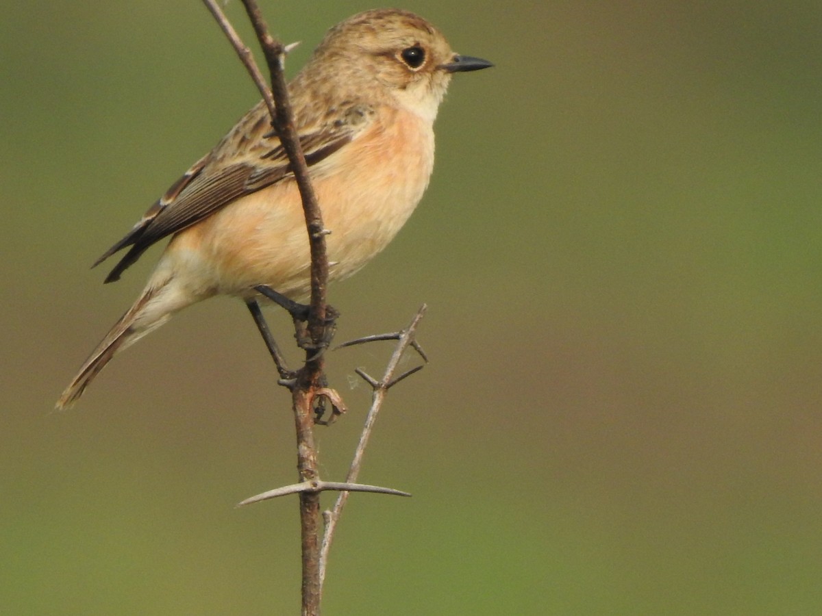 russesvartstrupe - ML612415009