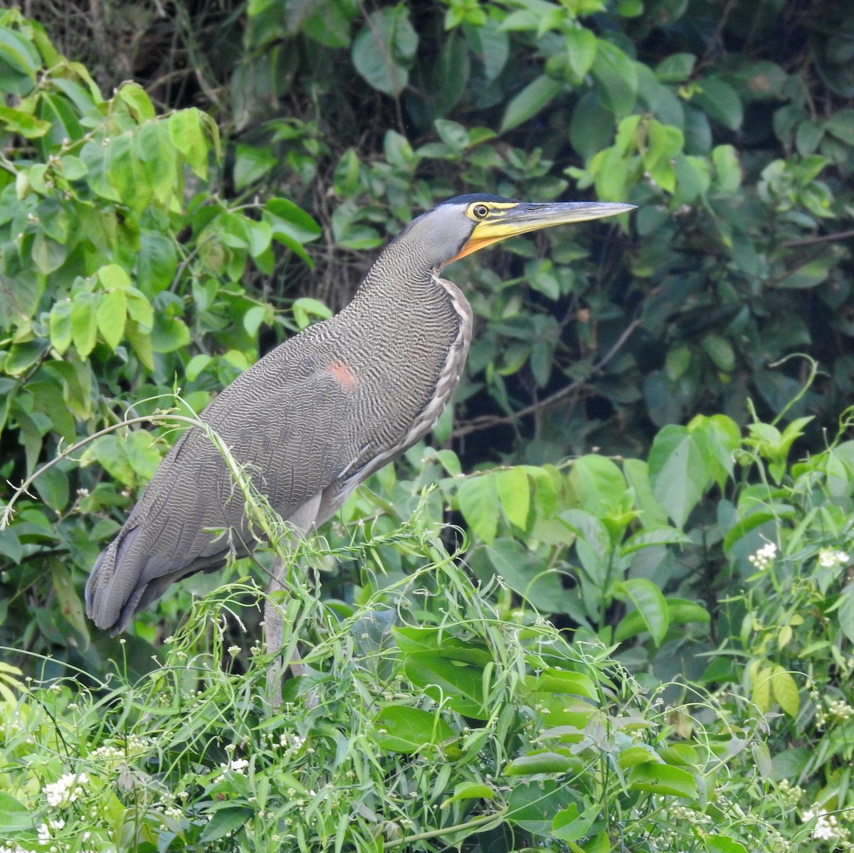 Bare-throated Tiger-Heron - ML612415012