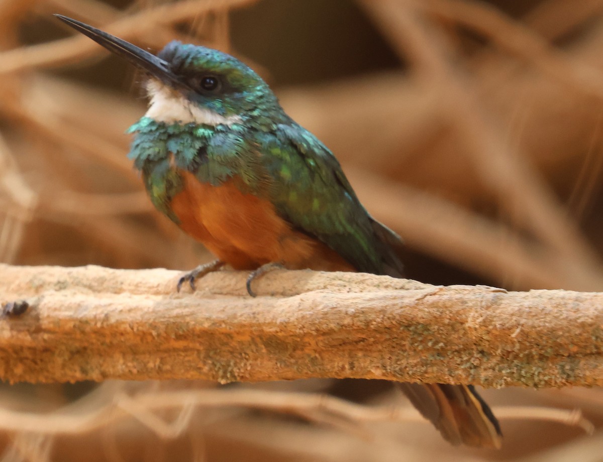 Rufous-tailed Jacamar - Michael Clay