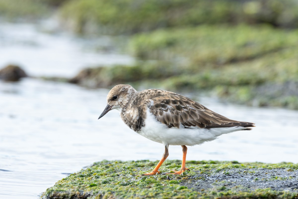 Ruddy Turnstone - ML612415138