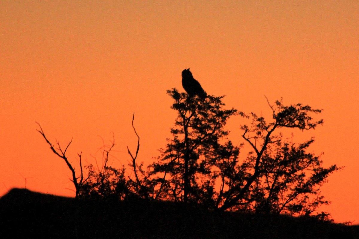 Cape Eagle-Owl (Cape) - ML612415142
