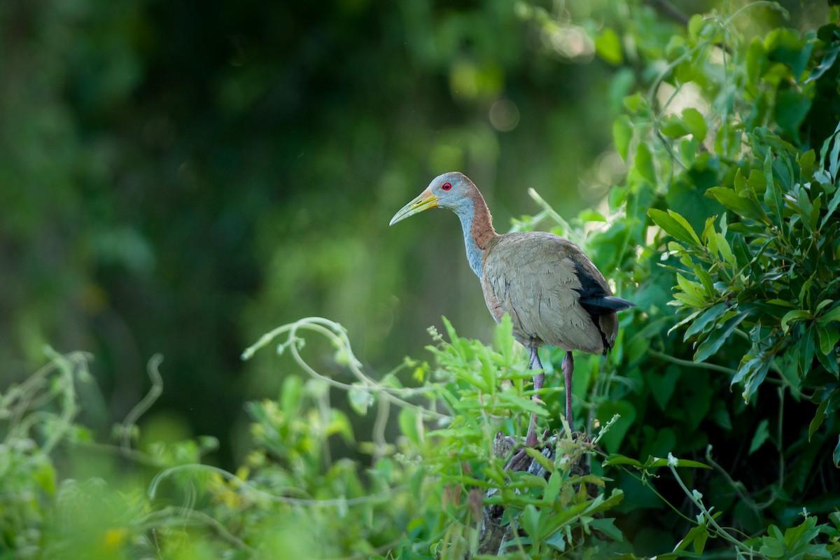 Giant Wood-Rail - ML612415157