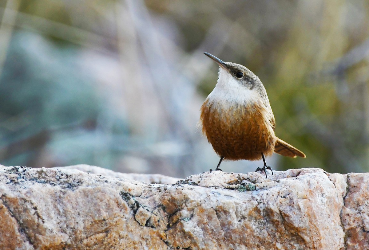 Canyon Wren - Colin Maguire