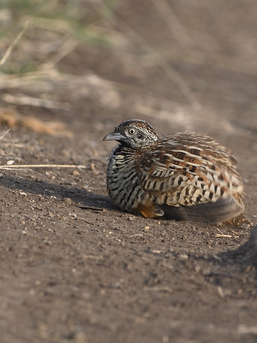 Synoicus/Coturnix sp. - ML612415247