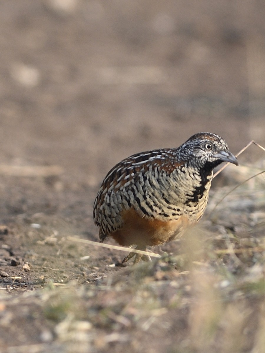 Synoicus/Coturnix sp. - ML612415248