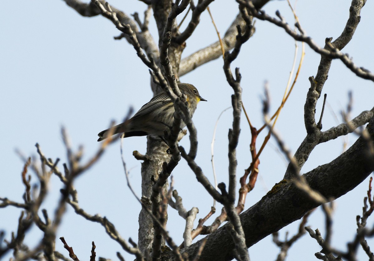 Yellow-rumped Warbler (Audubon's) - Colin Maguire