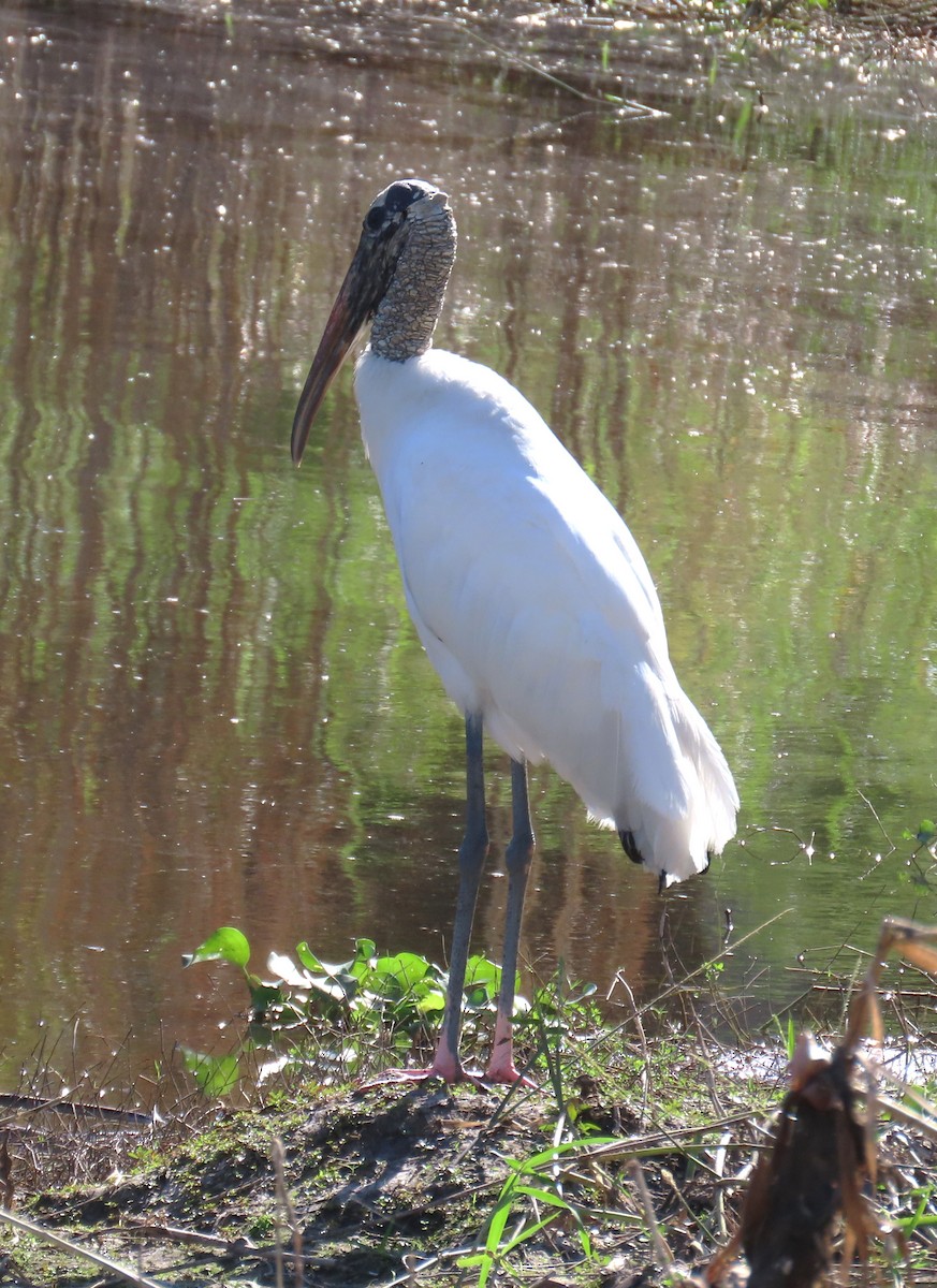 Wood Stork - ML612415288