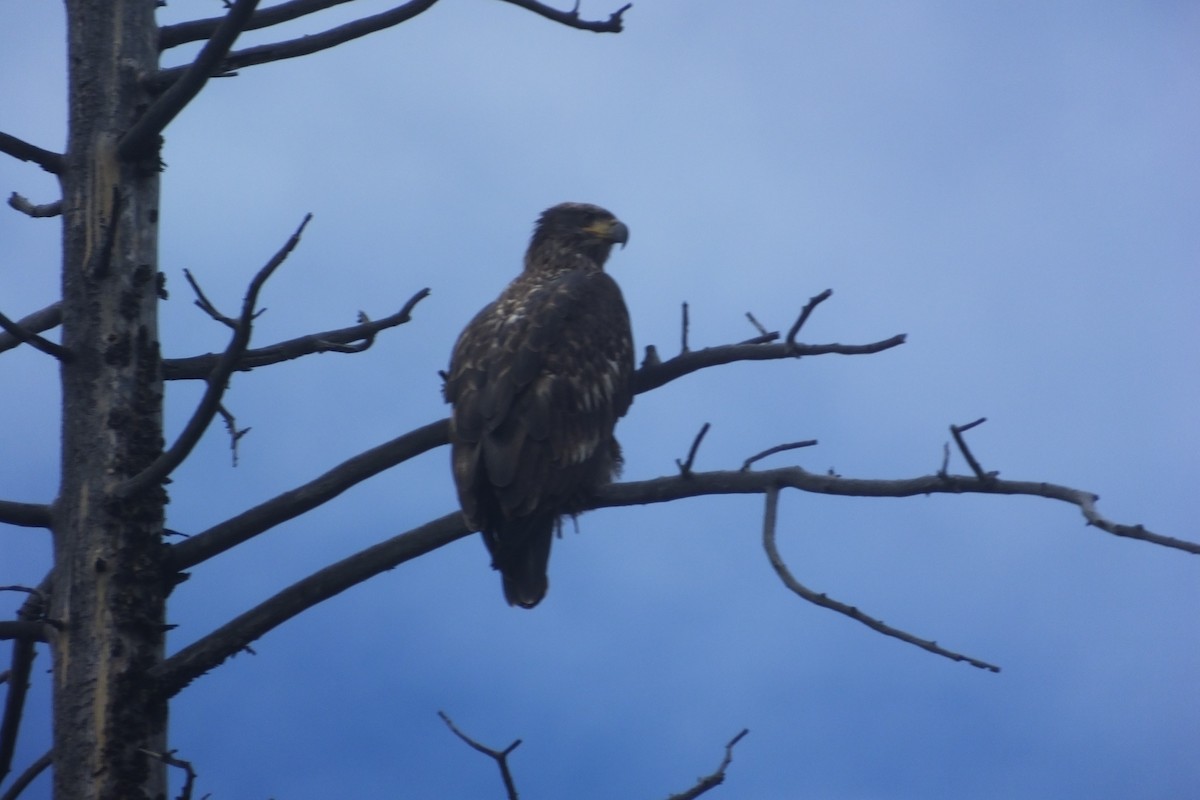 Bald Eagle - ML612415345