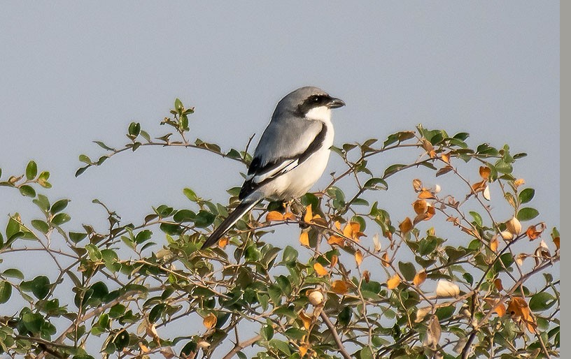 Great Gray Shrike - ML612415420