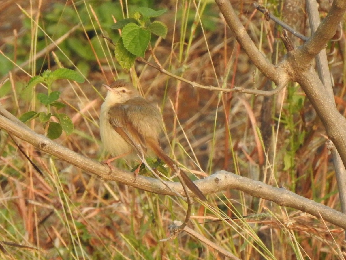 gråprinia - ML612415592