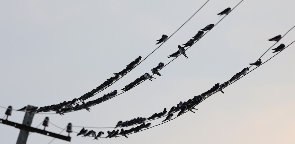 Barn Swallow - Vijaya Lakshmi