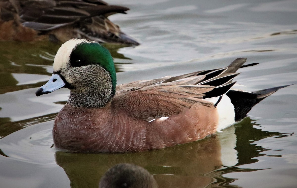 American Wigeon - ML612415678