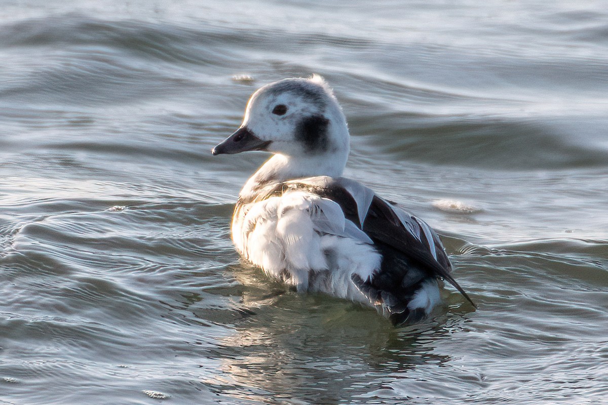 Long-tailed Duck - ML612415705
