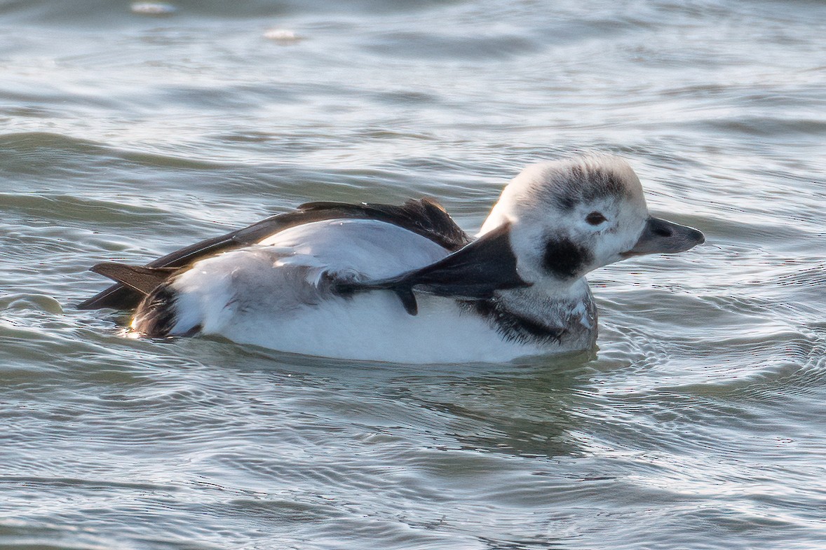 Long-tailed Duck - ML612415706