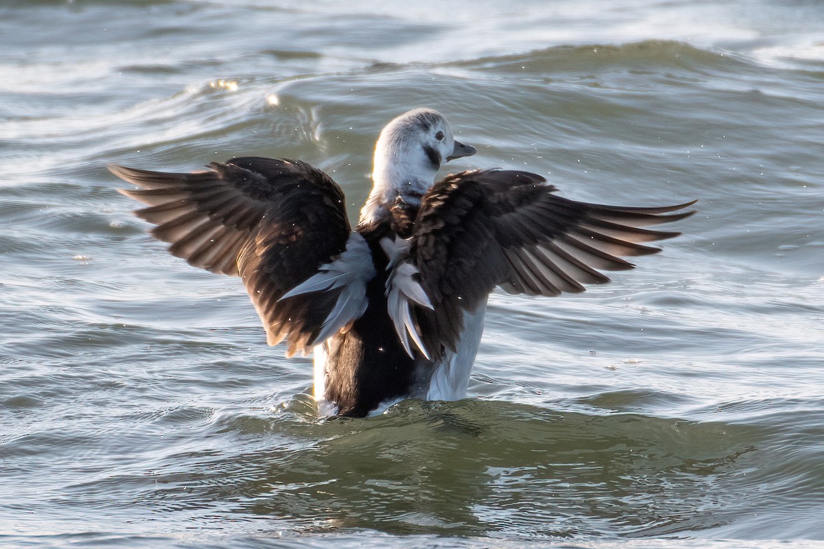 Long-tailed Duck - ML612415707