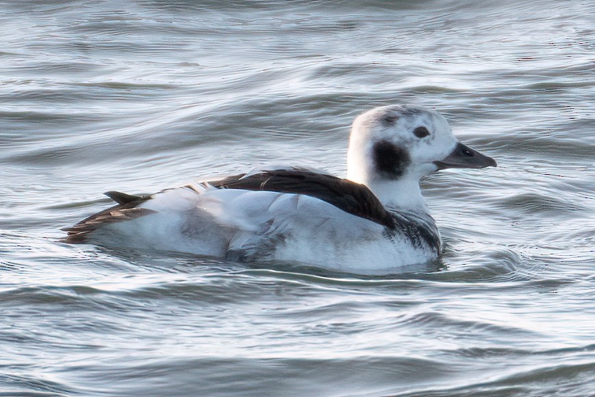 Long-tailed Duck - ML612415709
