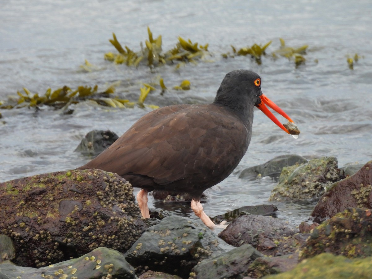 Black Oystercatcher - ML612415765