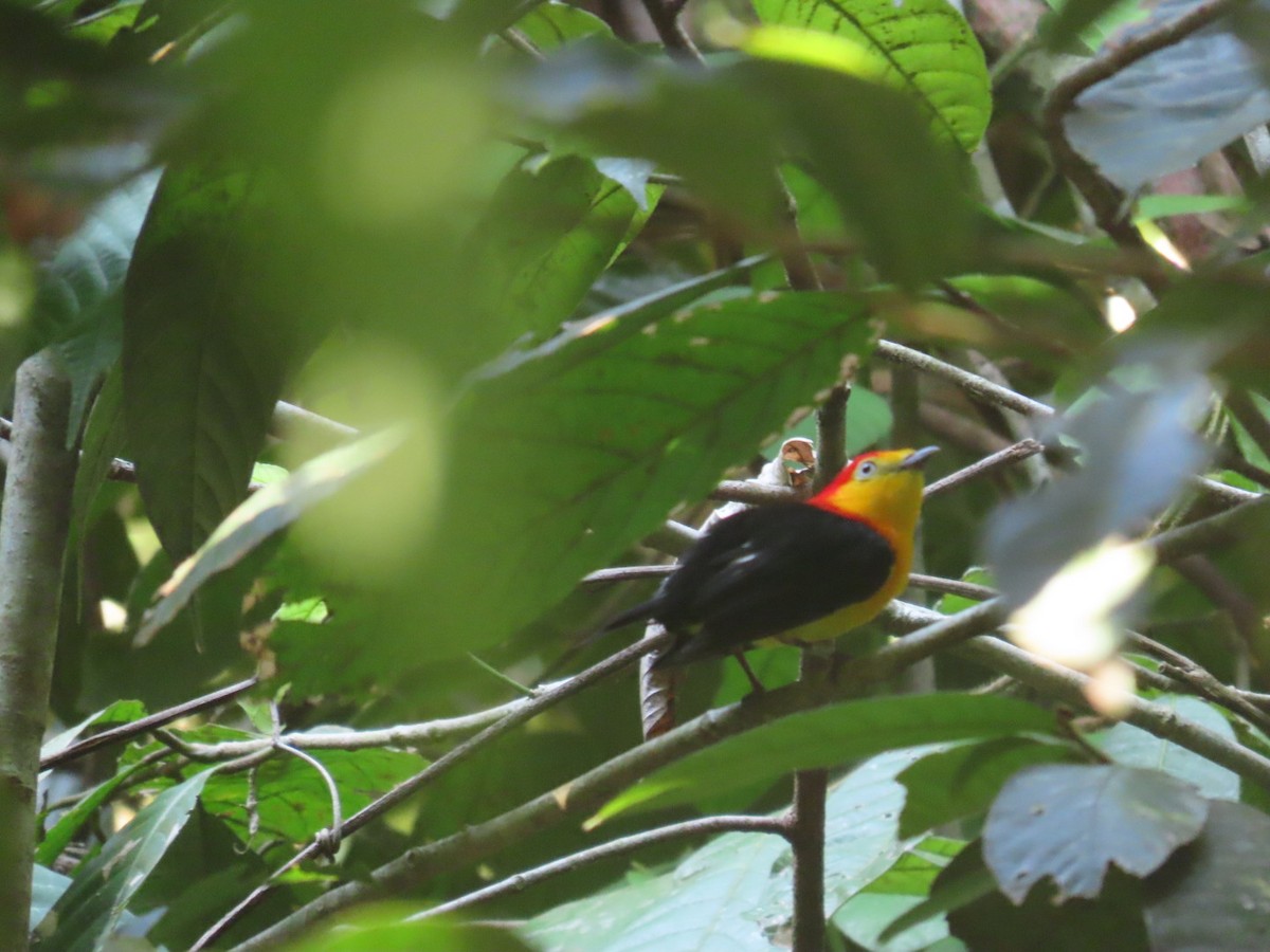 Wire-tailed Manakin - Aves Brasil