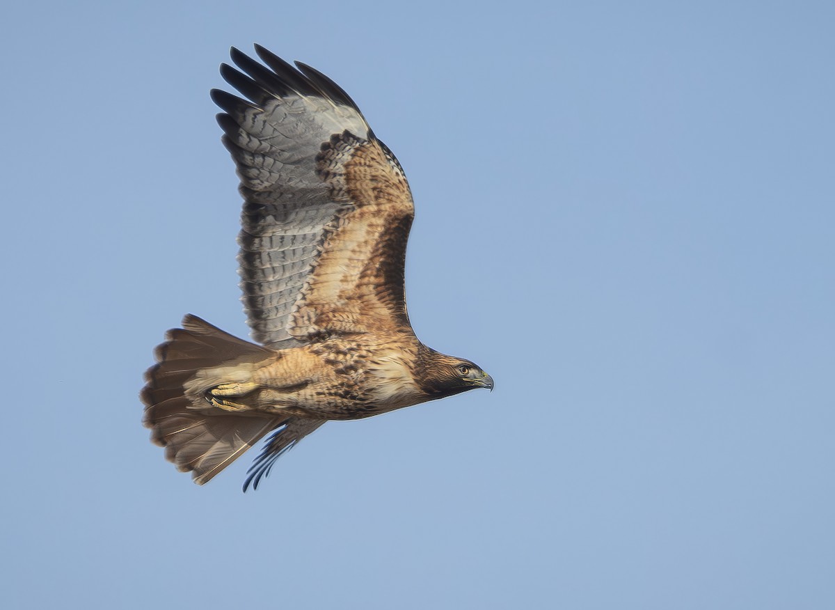 Red-tailed Hawk - ML612415905