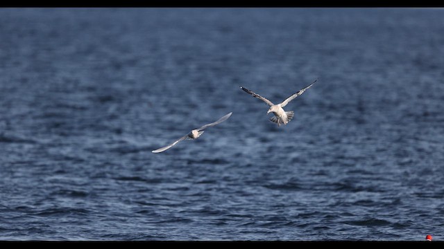 Iceland Gull (kumlieni/glaucoides) - ML612415927