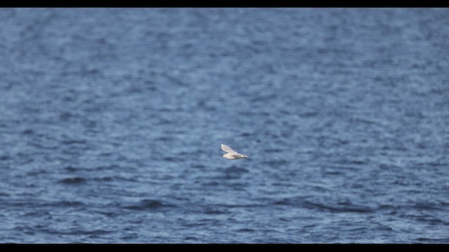 Gaviota Groenlandesa (kumlieni/glaucoides) - ML612415934