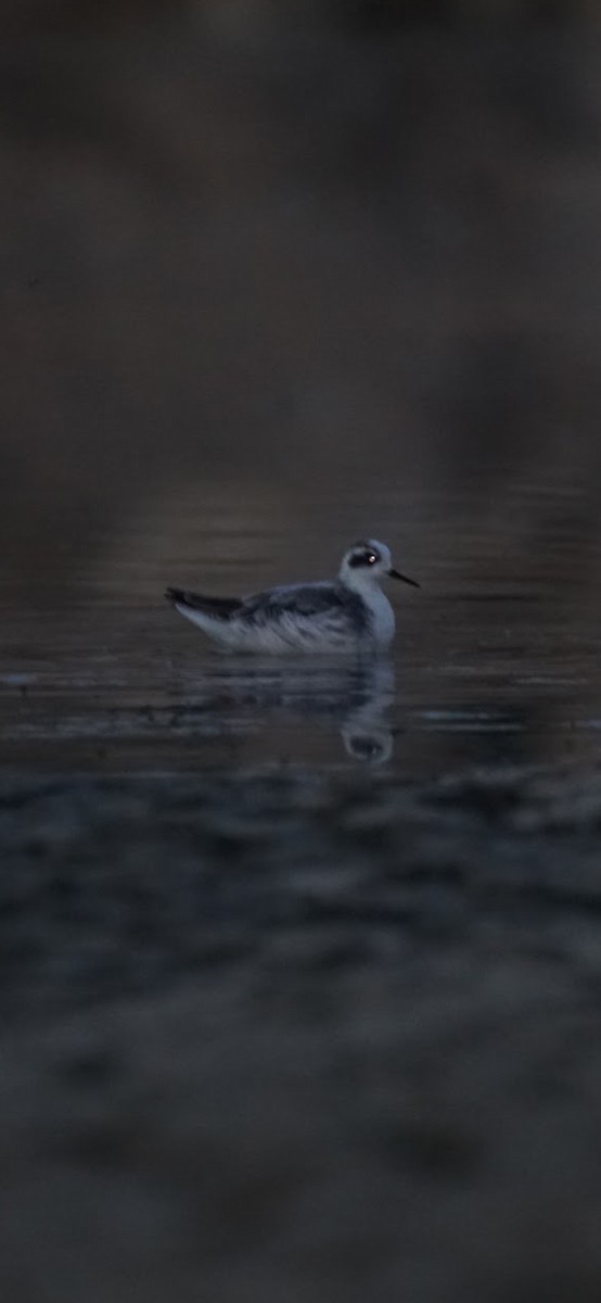 Phalarope à bec étroit - ML612415989