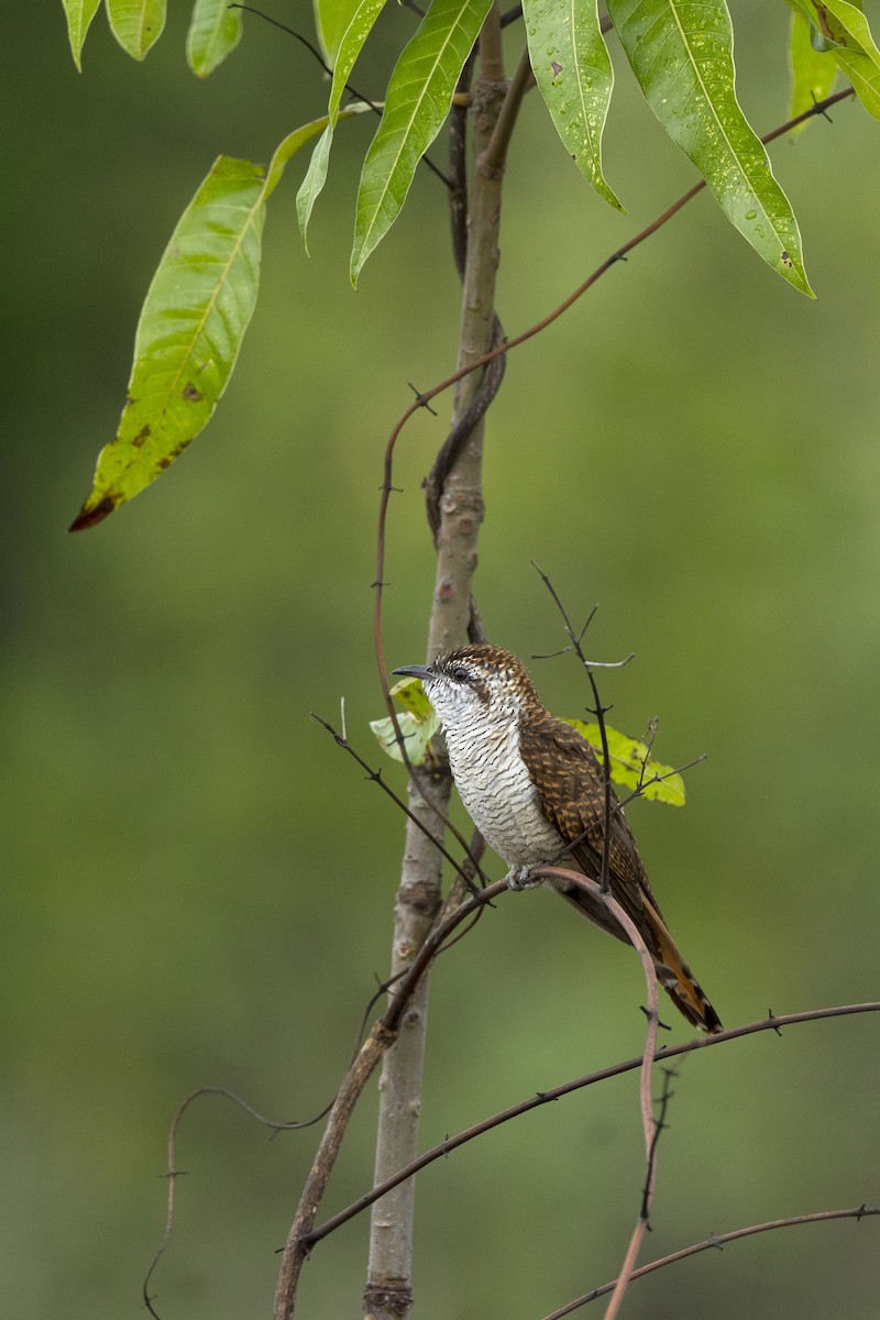 Banded Bay Cuckoo - ML612416122