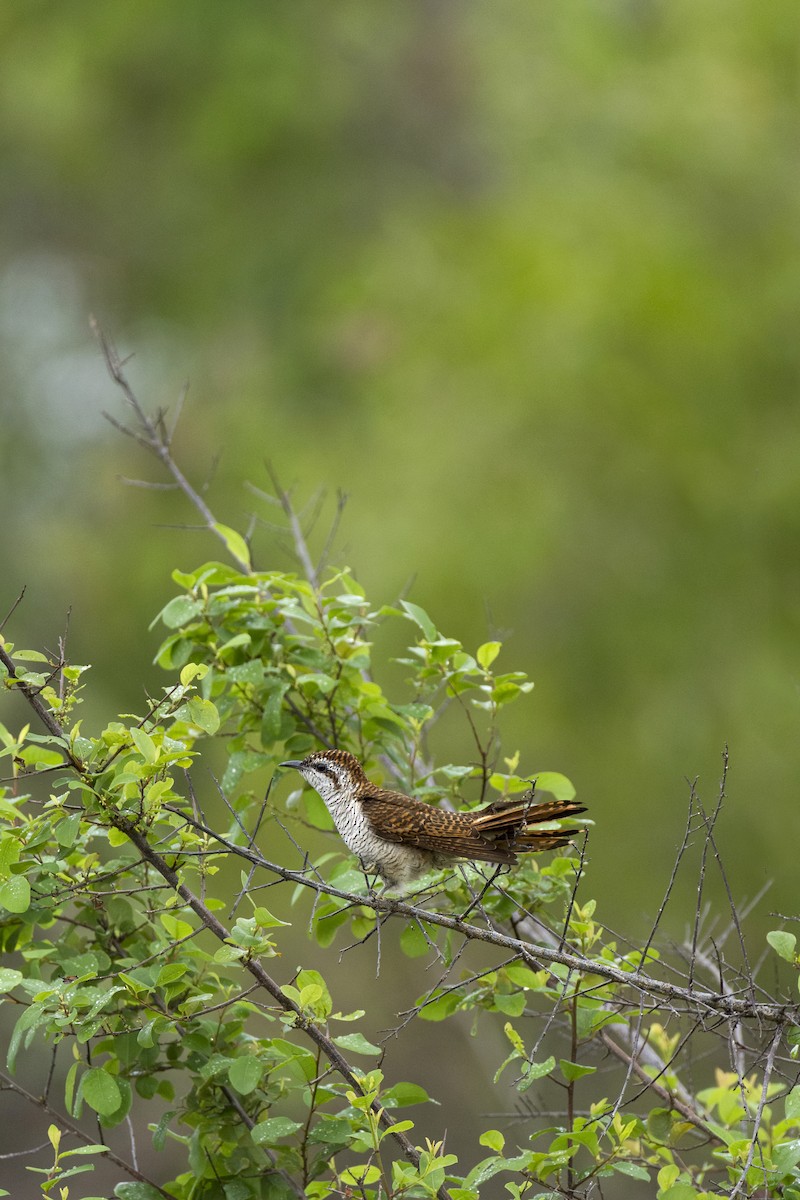 Banded Bay Cuckoo - ML612416123