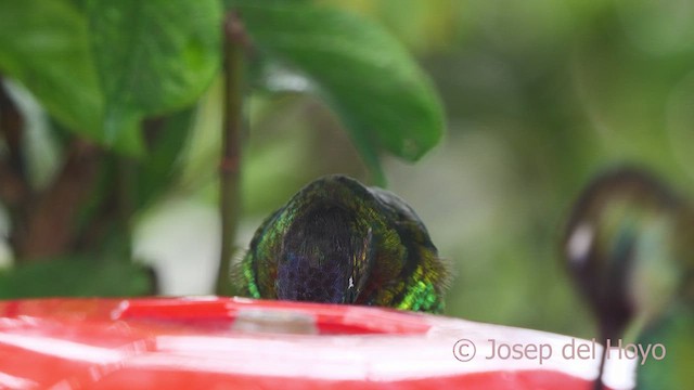 Fiery-throated Hummingbird - ML612416146