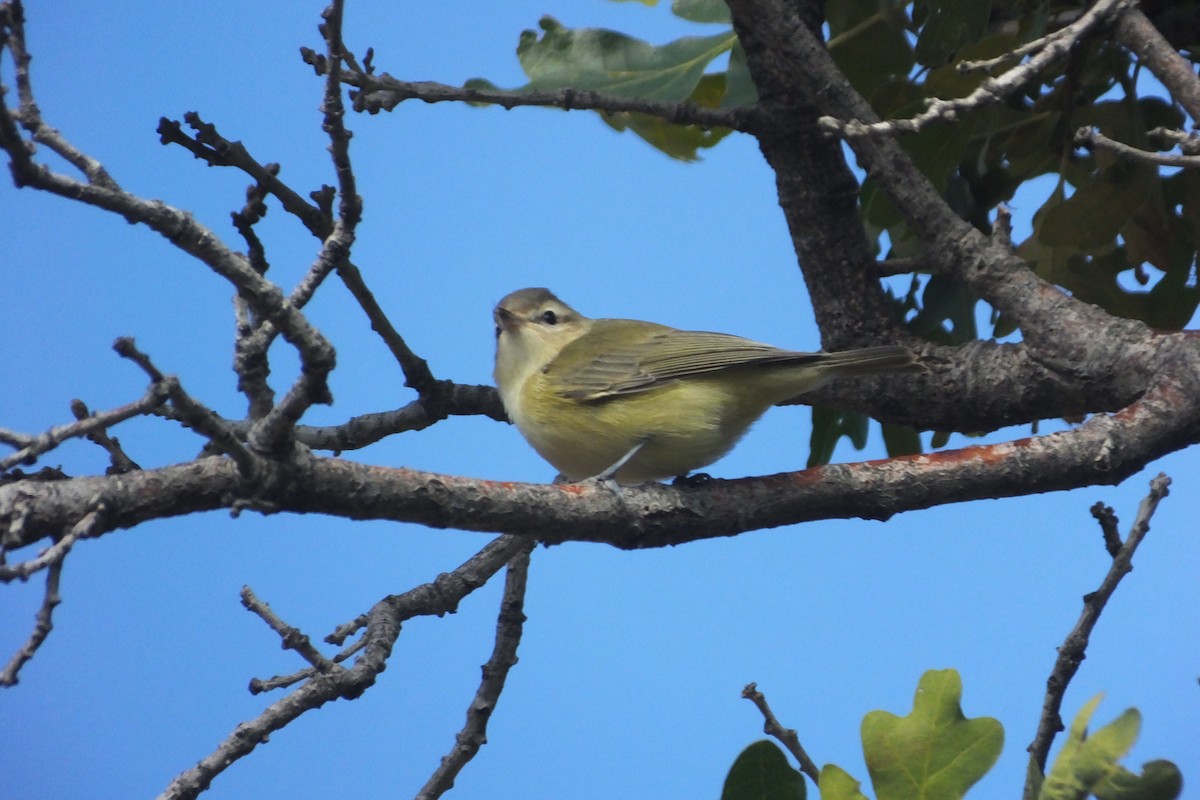 Vireo Ojirrojo - ML612416148