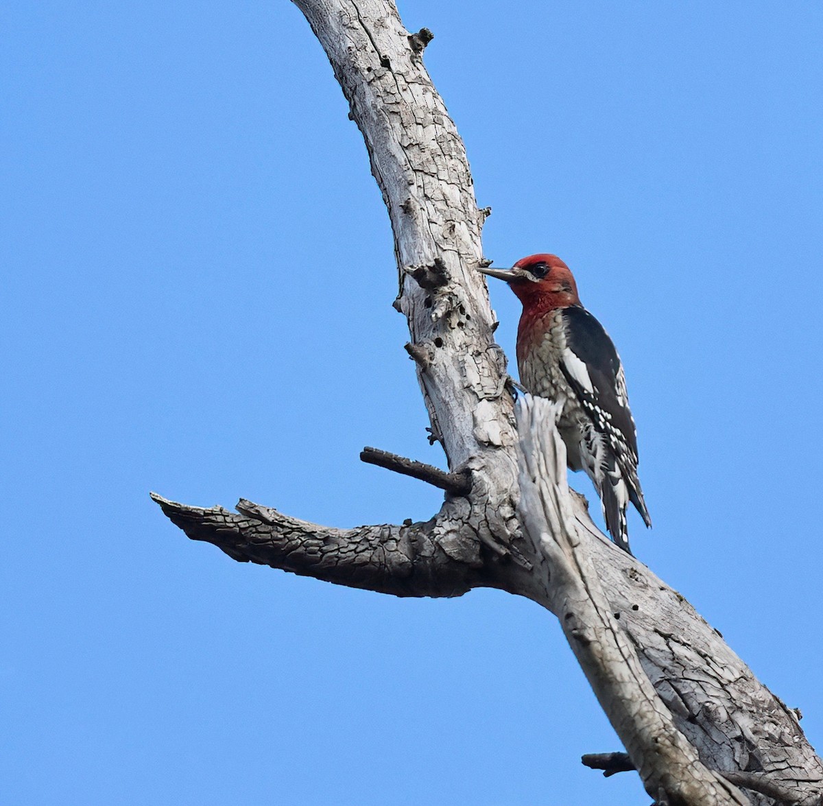Red-breasted Sapsucker - ML612416182