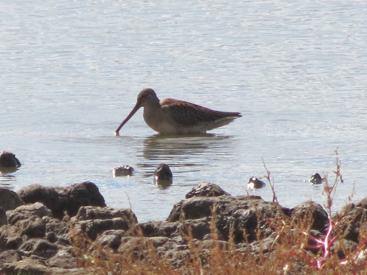 Long-billed Dowitcher - ML612416244