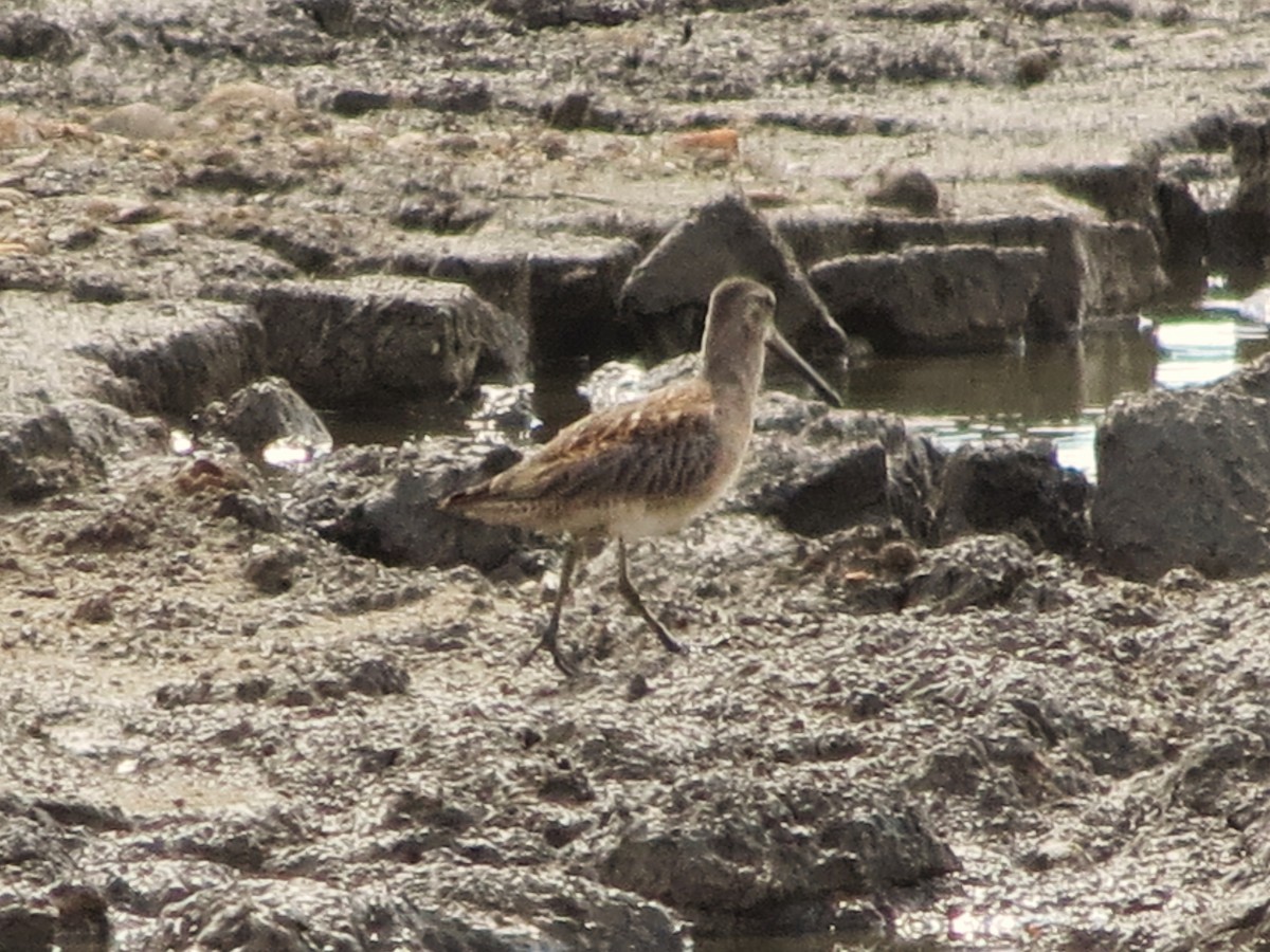 Long-billed Dowitcher - ML612416246
