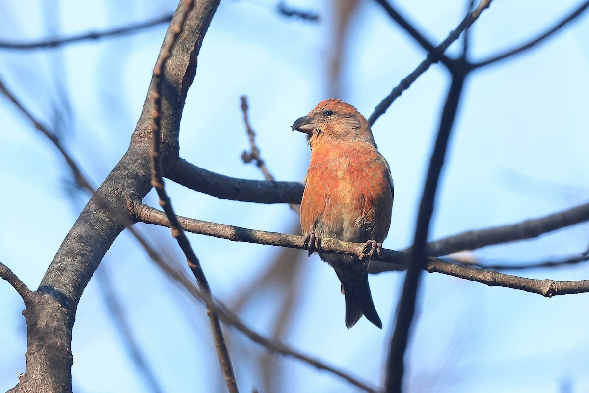 Red Crossbill (Northeastern or type 12) - ML612416302