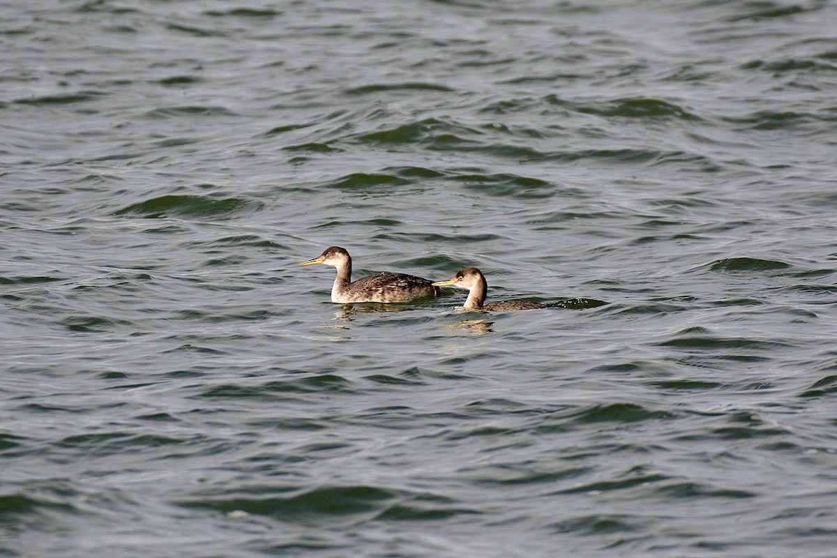 Red-necked Grebe - ML612416318