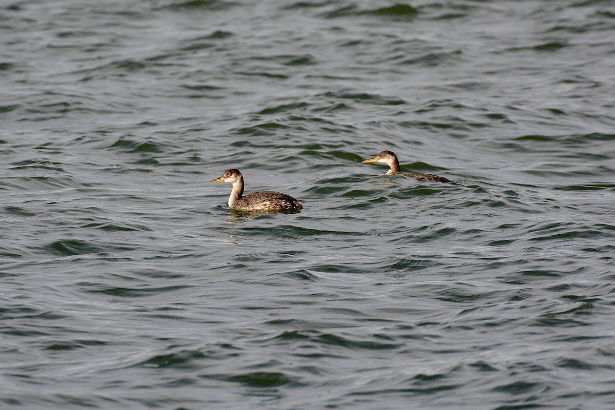 Red-necked Grebe - ML612416319
