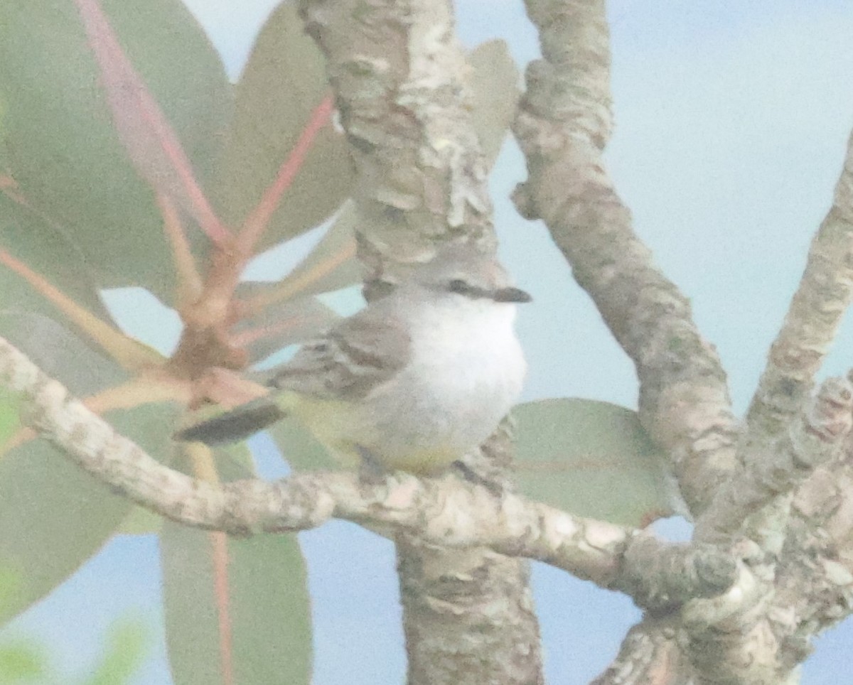 Chapada Flycatcher - ML612416334