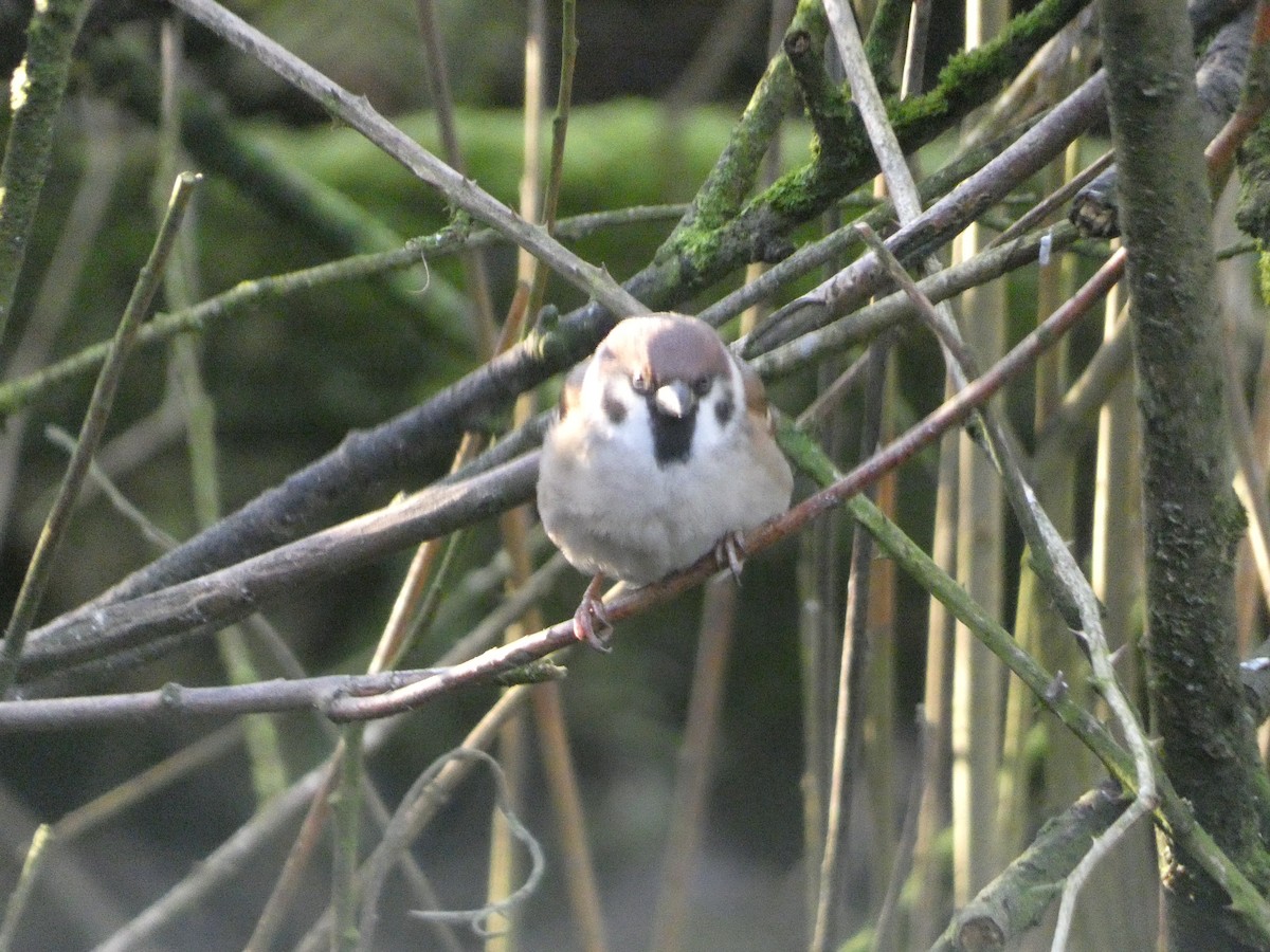 Eurasian Tree Sparrow - ML612416452