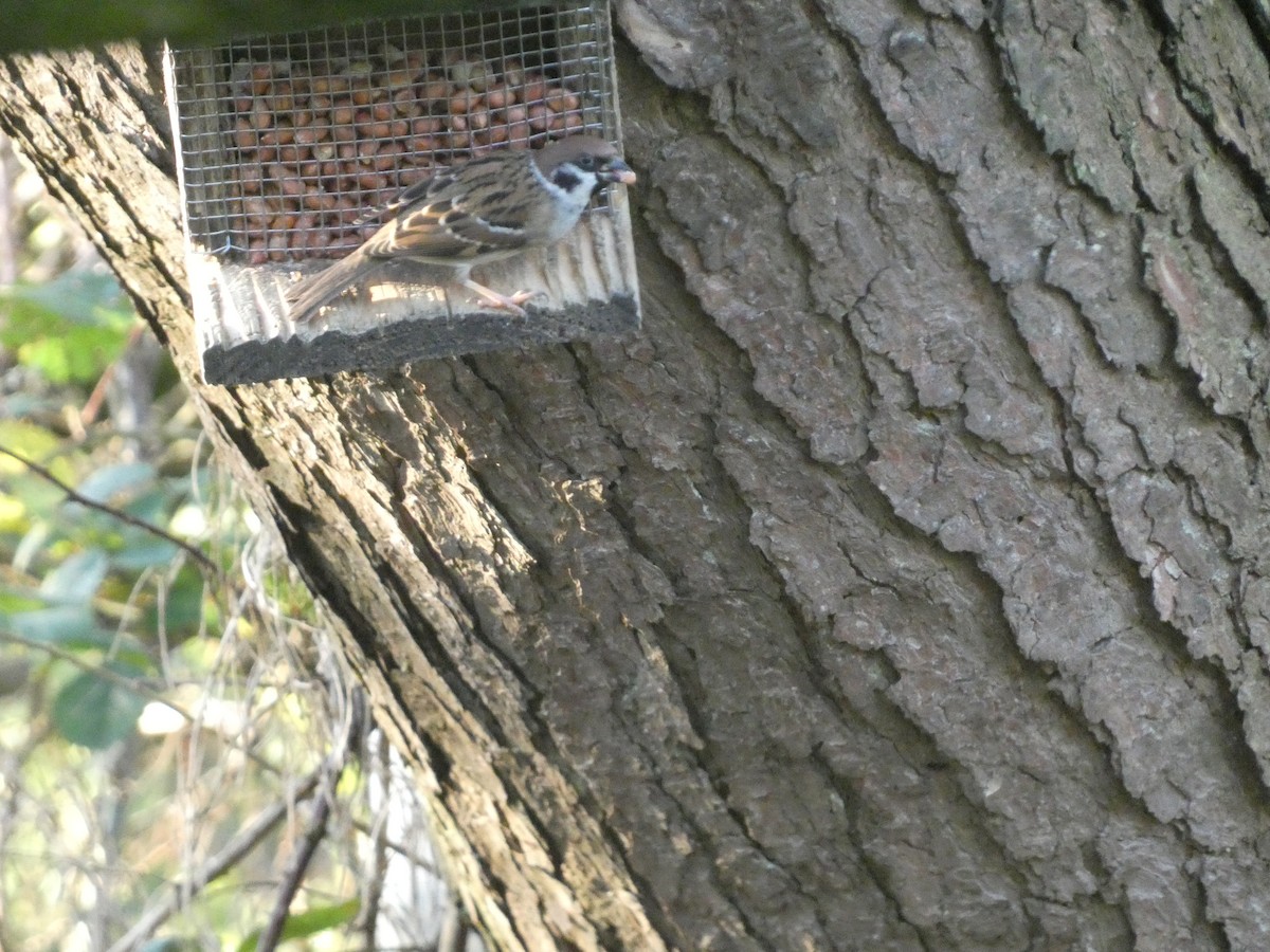 Eurasian Tree Sparrow - ML612416453