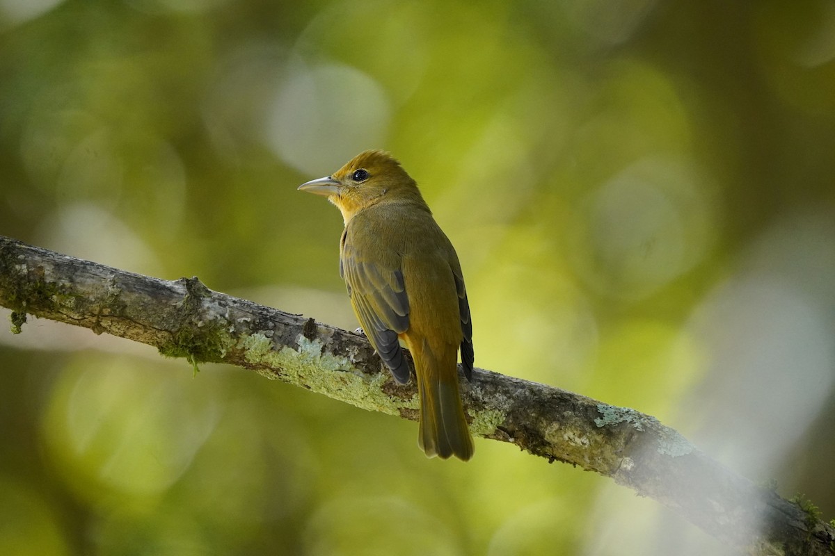 Summer Tanager - ML612416593