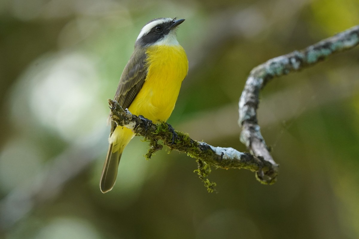 Social Flycatcher - ML612416690