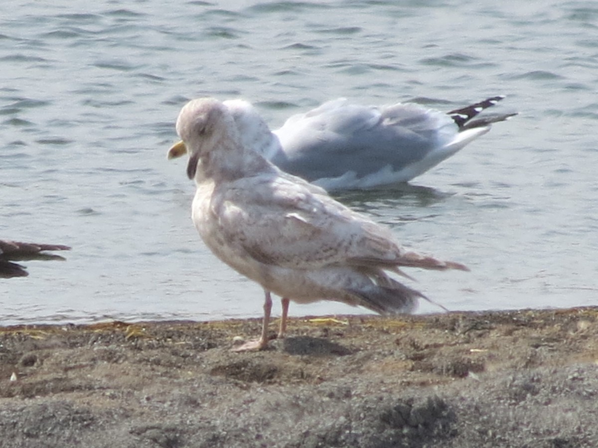Iceland Gull (kumlieni/glaucoides) - Port of Baltimore