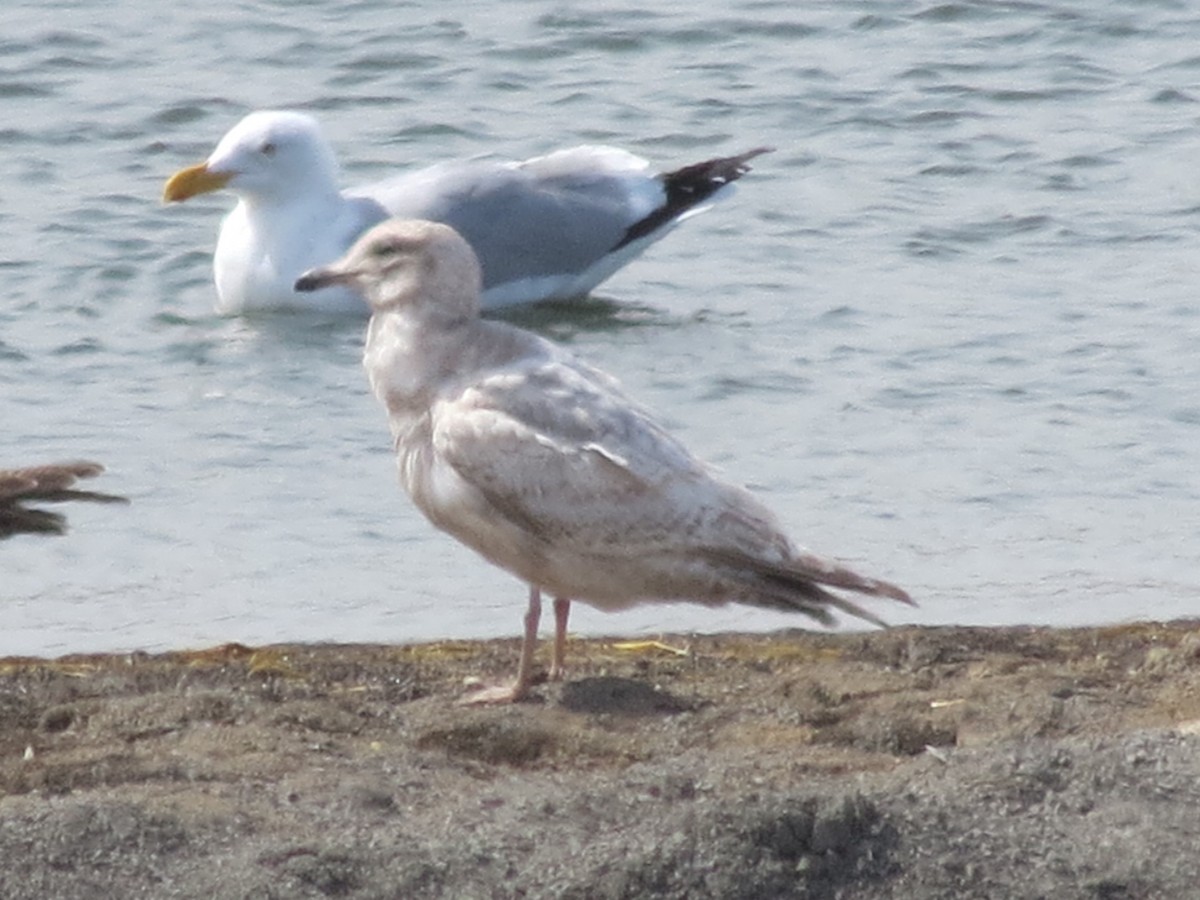 Iceland Gull (kumlieni/glaucoides) - ML612416745