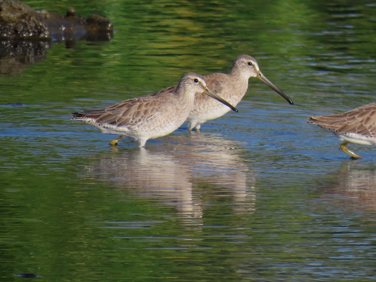 kortnebbekkasinsnipe - ML612416772