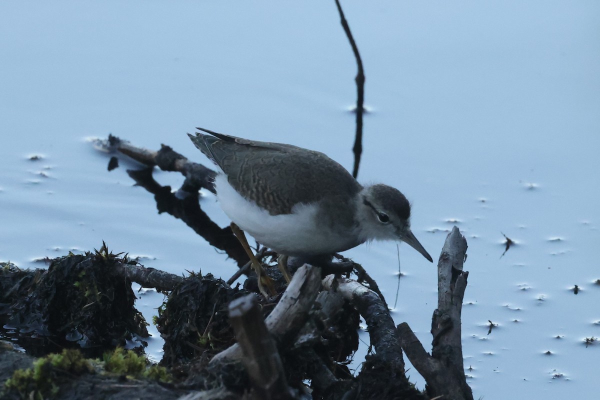 Spotted Sandpiper - ML612416825