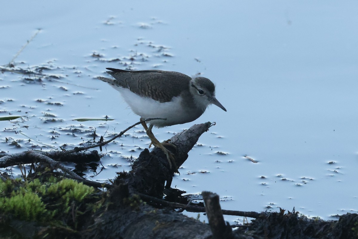 Spotted Sandpiper - ML612416826