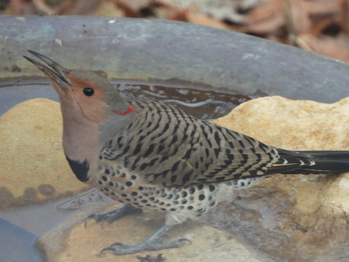 Northern Flicker - ML612416854